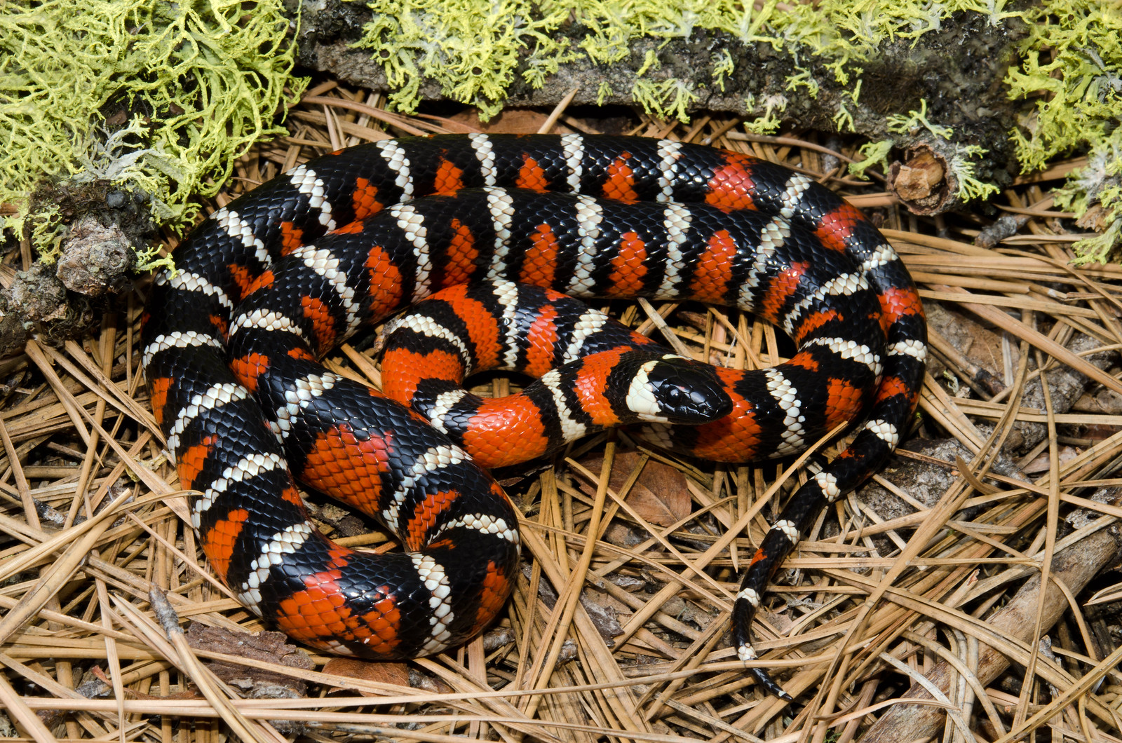 California Mountain Kingsnake