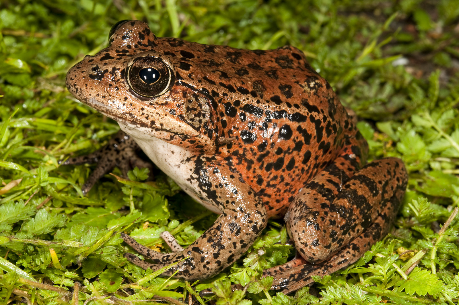 California Red Legged Frog