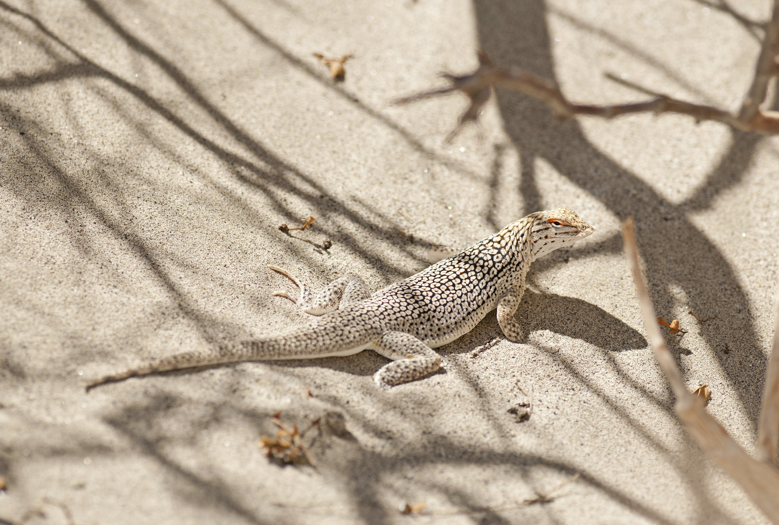 Coachella Valley Fringe Toed Lizard