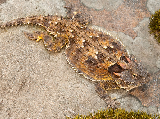 Coast Horned Lizard