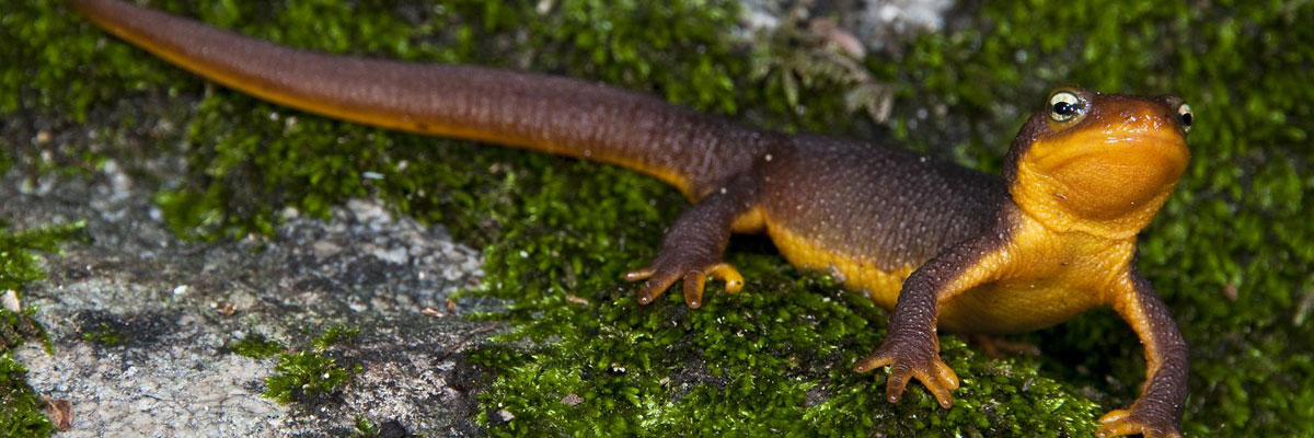 Coast Range Newt