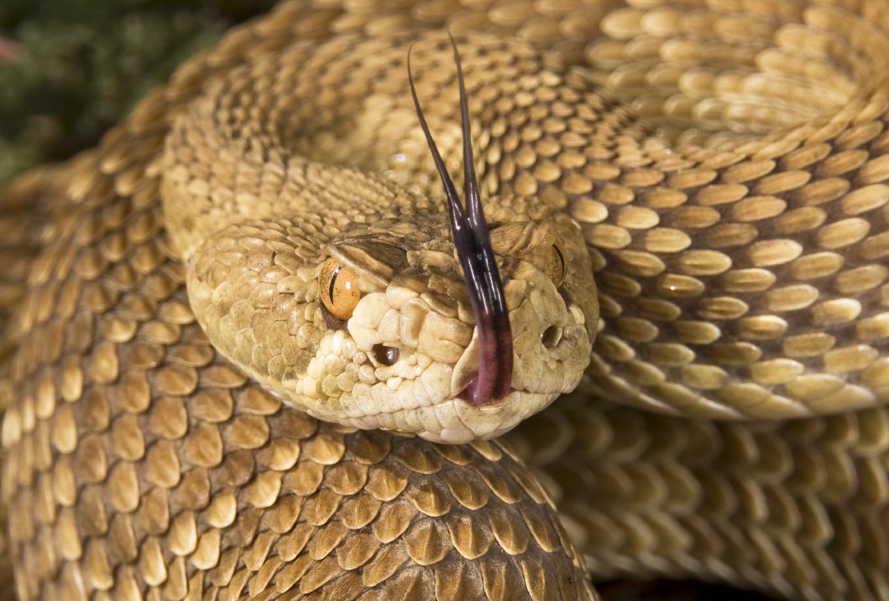 Mojave Rattlesnake