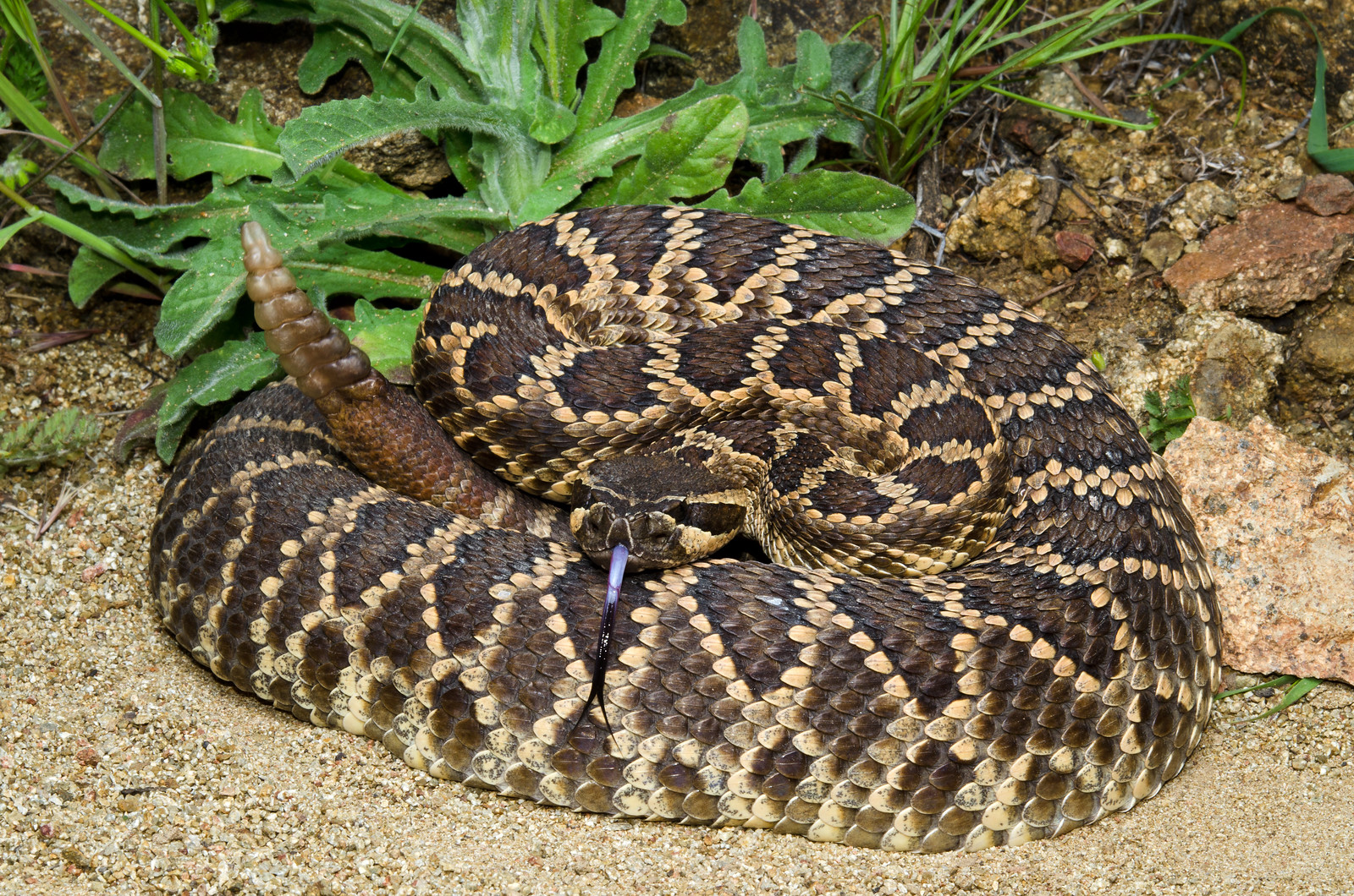 Southern Pacific Rattlesnake