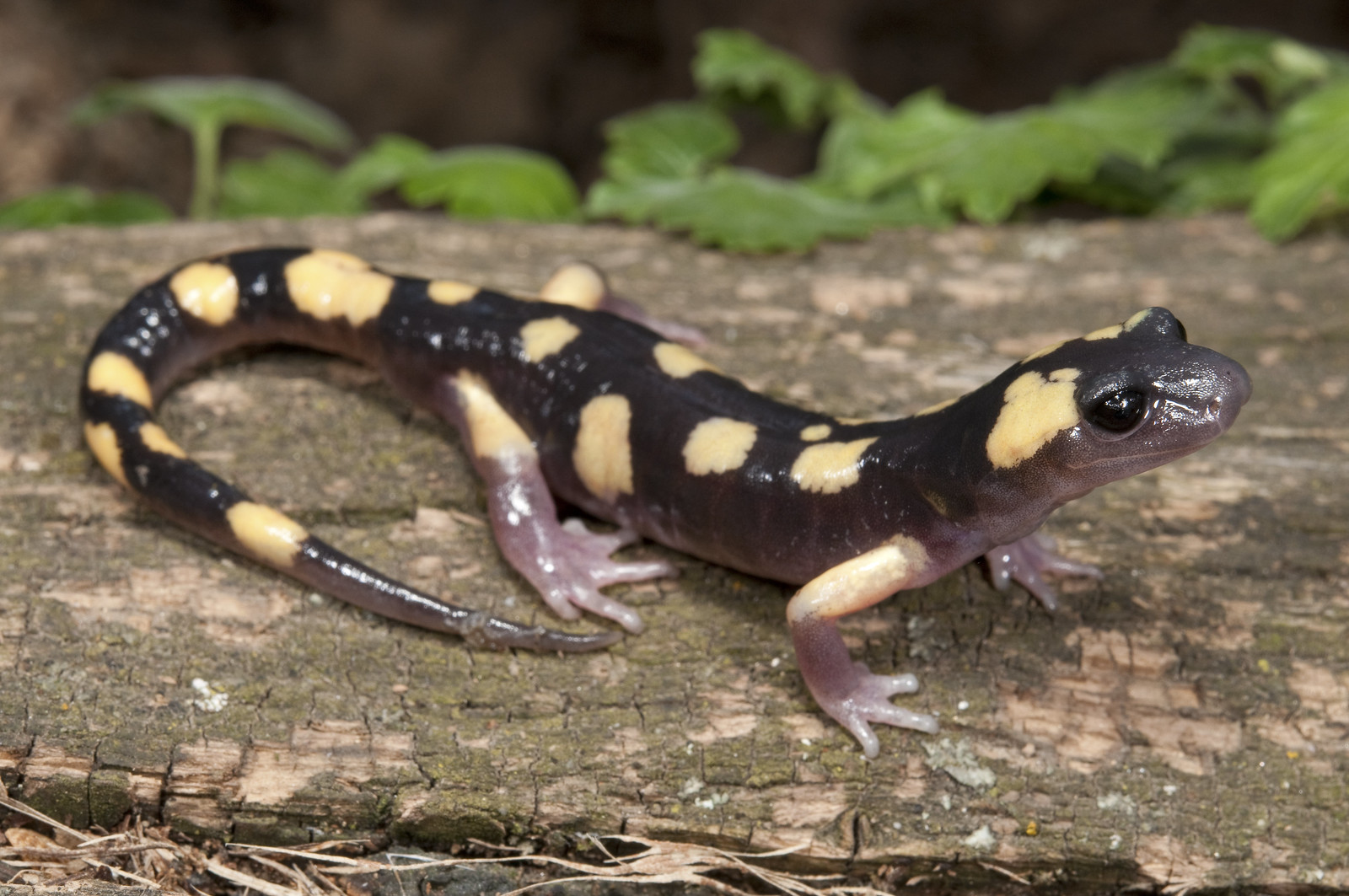 Yellow Blotched Ensatina