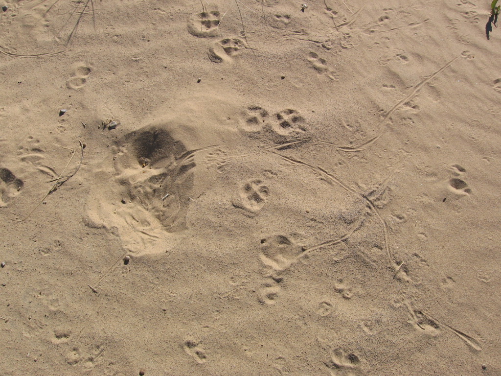 Kangaroo rat signs – tracks, tail drags, and dust bath